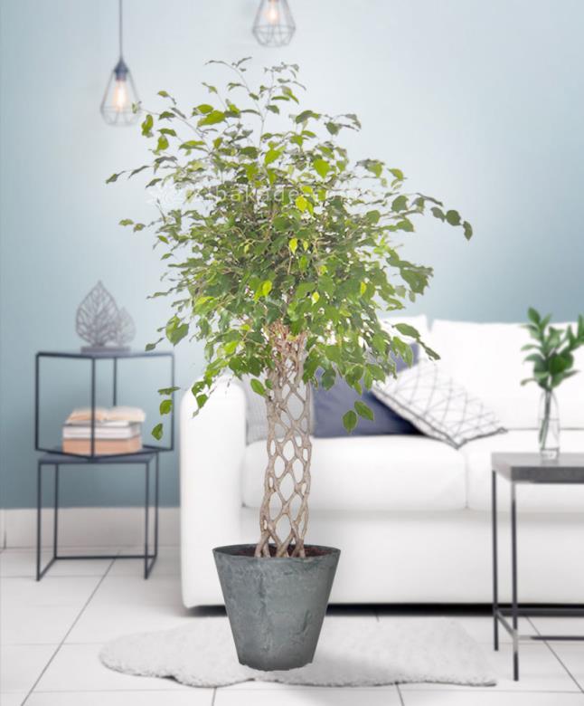 گیاهان آپارتمانی 