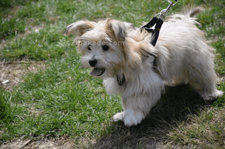 نگهداری سگ در آپارتمان-قصه سگ کوچولوی من پاپت