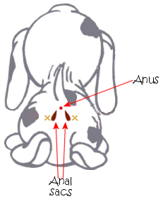 نگهداری سگ در آپارتمان-قصه سگ کوچولوی من پاپت