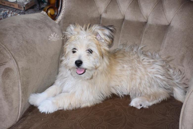 نگهداری سگ در آپارتمان-قصه سگ کوچولوی من پاپت