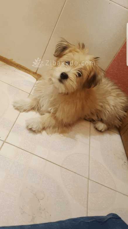 نگهداری سگ در آپارتمان-قصه سگ کوچولوی من پاپت