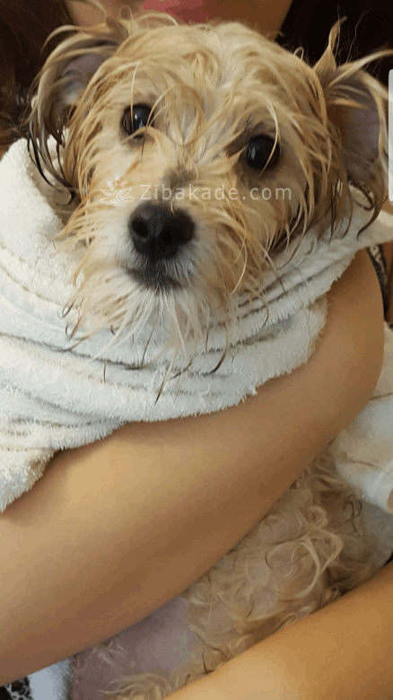 نگهداری سگ در آپارتمان-قصه سگ کوچولوی من پاپت