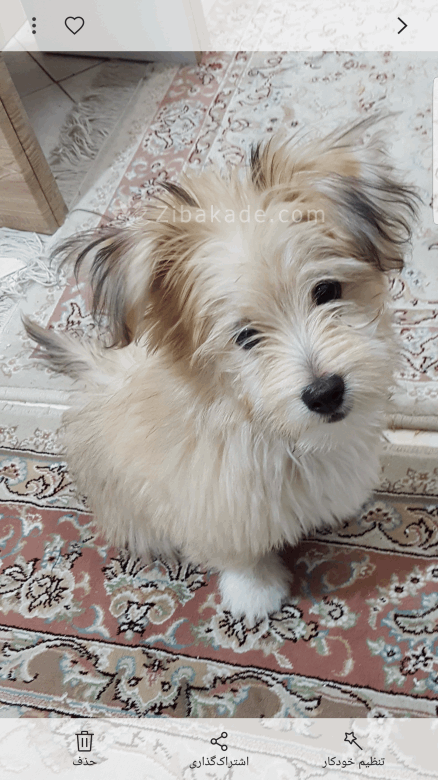 نگهداری سگ در آپارتمان-قصه سگ کوچولوی من پاپت