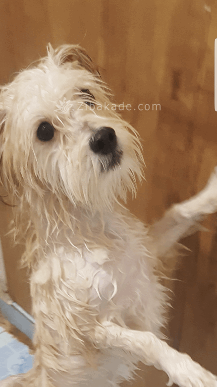 نگهداری سگ در آپارتمان-قصه سگ کوچولوی من پاپت