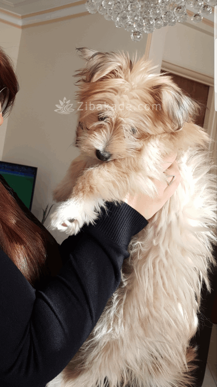 نگهداری سگ در آپارتمان-قصه سگ کوچولوی من پاپت