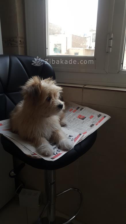 نگهداری سگ در آپارتمان-قصه سگ کوچولوی من پاپت