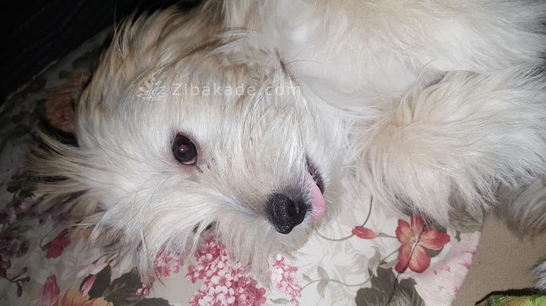 نگهداری سگ در آپارتمان-قصه سگ کوچولوی من پاپت