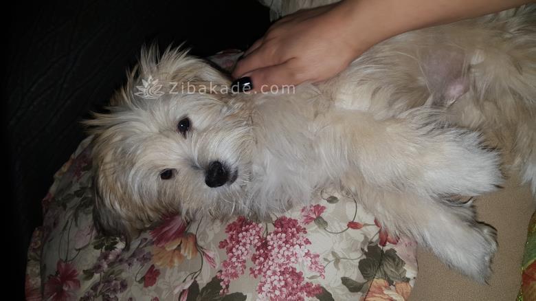 نگهداری سگ در آپارتمان-قصه سگ کوچولوی من پاپت