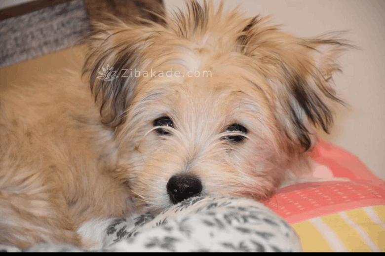 نگهداری سگ در آپارتمان-قصه سگ کوچولوی من پاپت