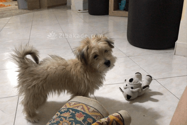 نگهداری سگ در آپارتمان-قصه سگ کوچولوی من پاپت