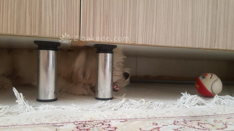 نگهداری سگ در آپارتمان-قصه سگ کوچولوی من پاپت