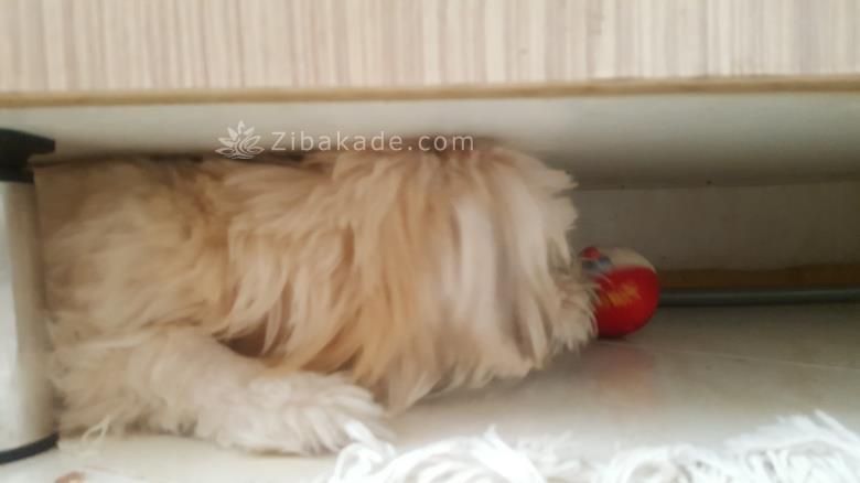 نگهداری سگ در آپارتمان-قصه سگ کوچولوی من پاپت