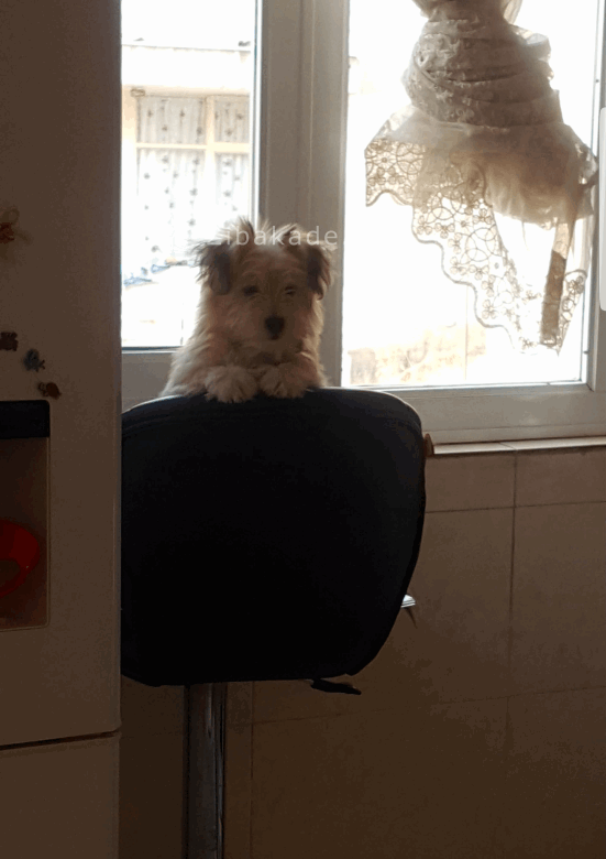 نگهداری سگ در آپارتمان-قصه سگ کوچولوی من پاپت