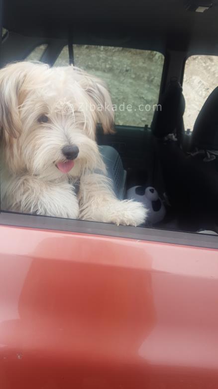 نگهداری سگ در آپارتمان-قصه سگ کوچولوی من پاپت