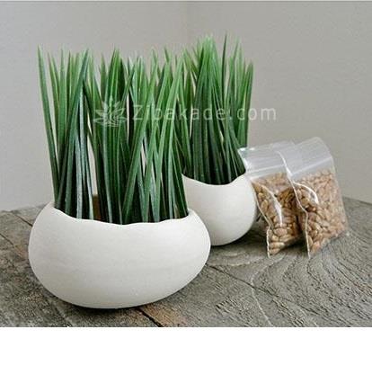 سبزه عید را خودتان سبز کنید !