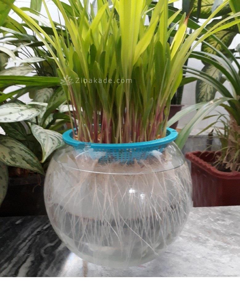 سبزه عید را خودتان سبز کنید !