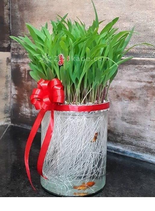 سبزه عید را خودتان سبز کنید !