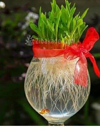 سبزه عید را خودتان سبز کنید !