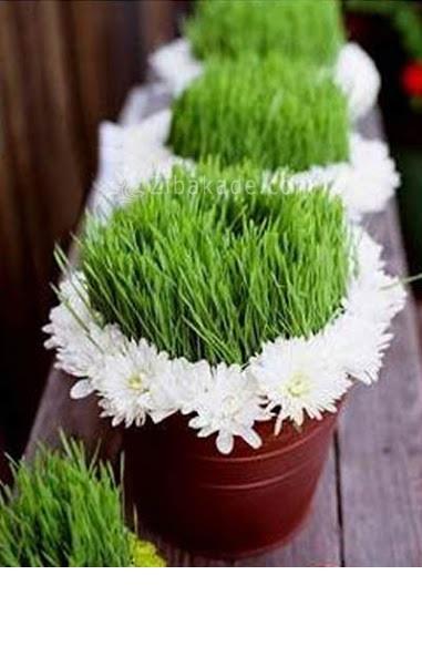 سبزه عید را خودتان سبز کنید !