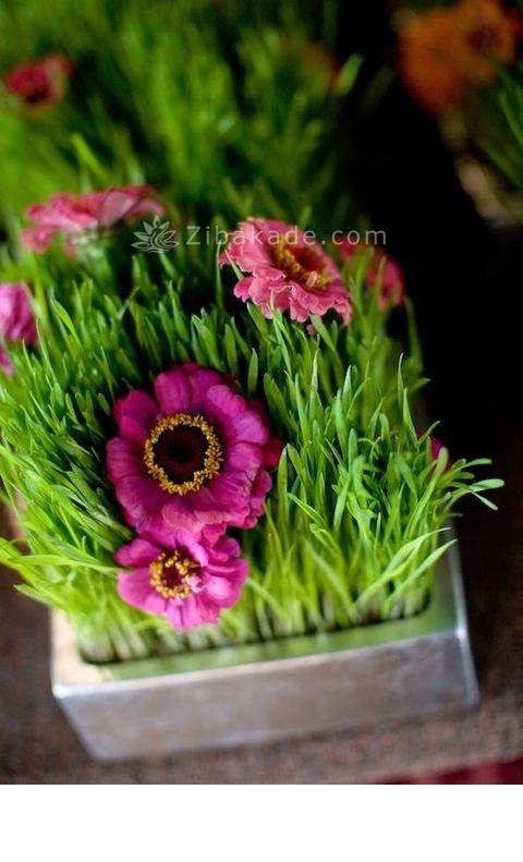 سبزه عید را خودتان سبز کنید !