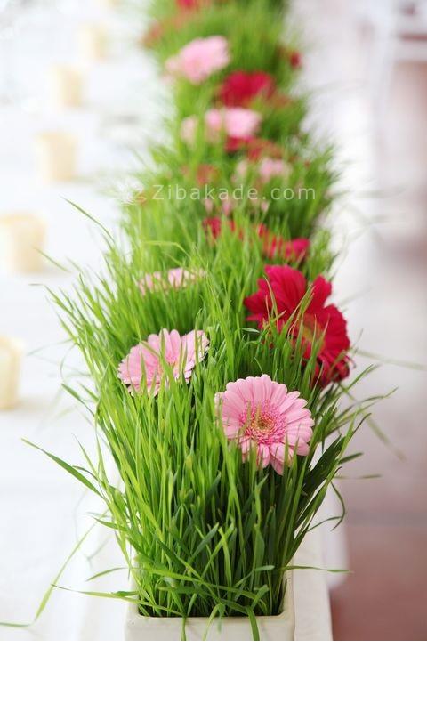 سبزه عید را خودتان سبز کنید !