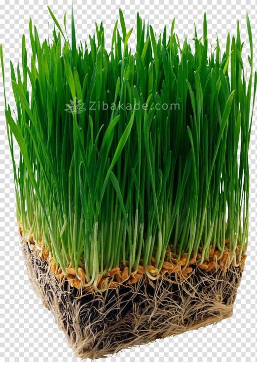 سبزه عید را خودتان سبز کنید !