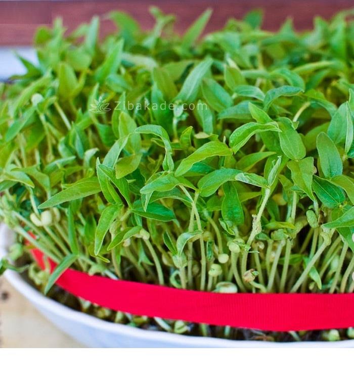 سبزه عید را خودتان سبز کنید !