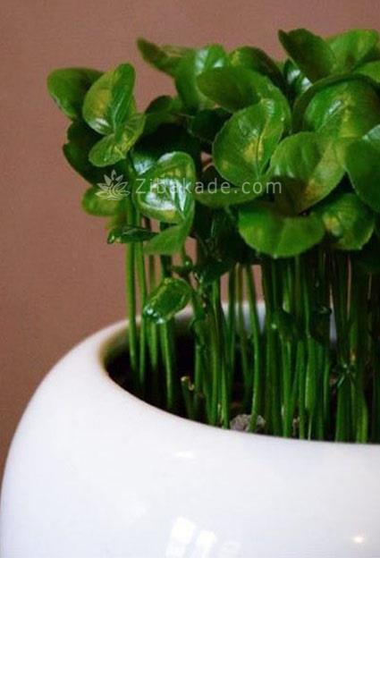 سبزه عید را خودتان سبز کنید !