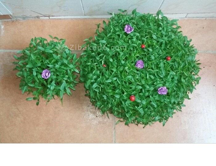 سبزه عید را خودتان سبز کنید !