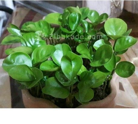 سبزه عید را خودتان سبز کنید !