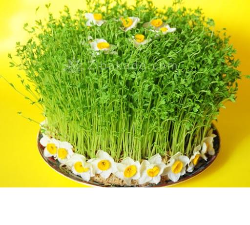 سبزه عید را خودتان سبز کنید !