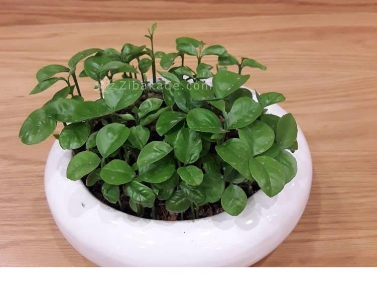 سبزه عید را خودتان سبز کنید !