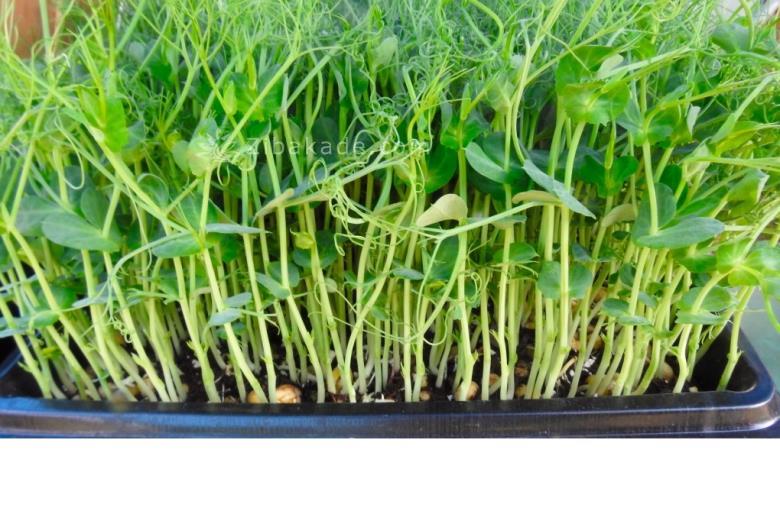 سبزه عید را خودتان سبز کنید !