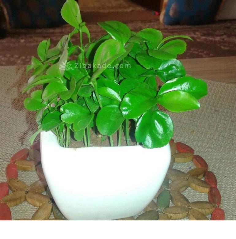 سبزه عید را خودتان سبز کنید !