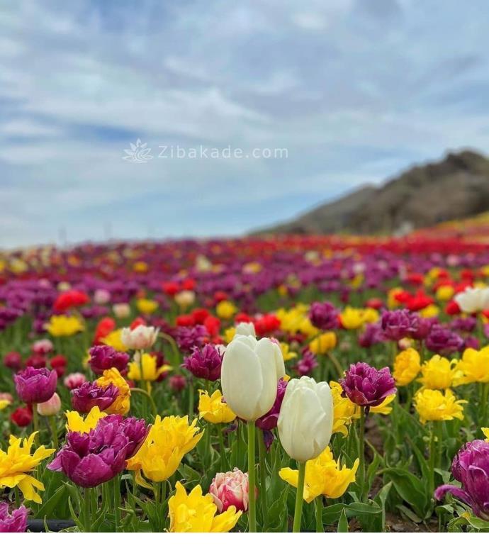 تفریحات تابستانی برای بزرگترها | سفرهای تابستانی | مکان های دیدنی | گردش های درون شهری
