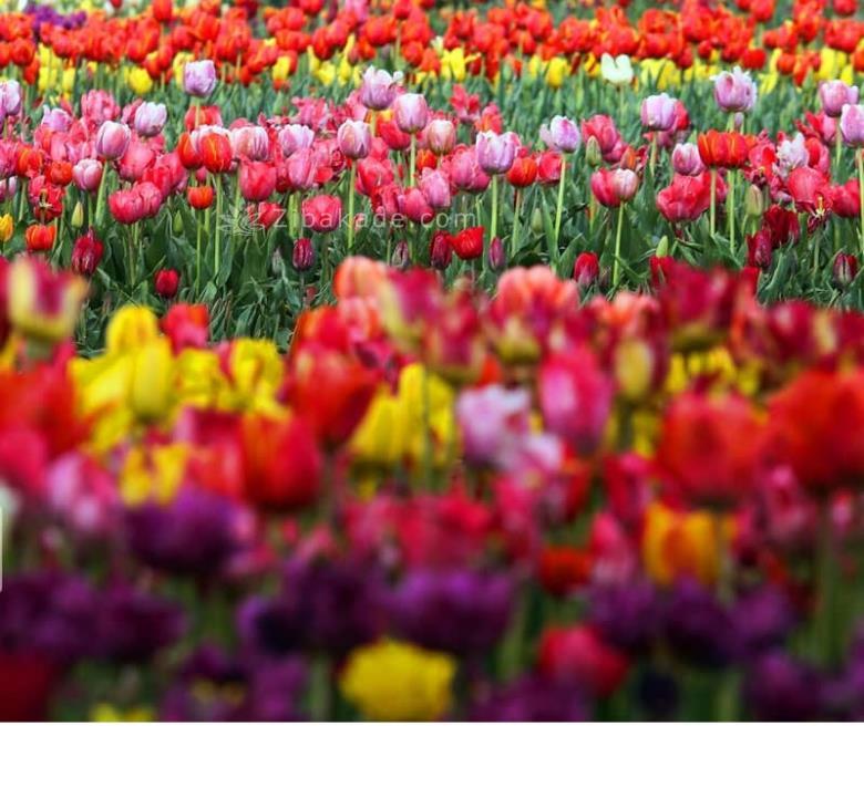 تفریحات تابستانی برای بزرگترها | سفرهای تابستانی | مکان های دیدنی | گردش های درون شهری