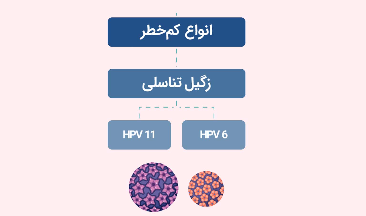 اچ پی وی کم خطر